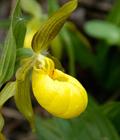 lady's slipper orchid